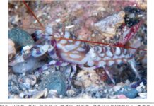 미기록종 딱총새우 국내 서식 확인… 모랫바닥에 집짓고 물고기와 공생