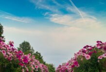 도심 속 ‘꽃길 정원’에서 꽃길 걸으세요 a wooden walkway lined with pink flowers under a blue sky