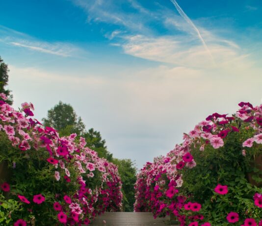 도심 속 ‘꽃길 정원’에서 꽃길 걸으세요 a wooden walkway lined with pink flowers under a blue sky