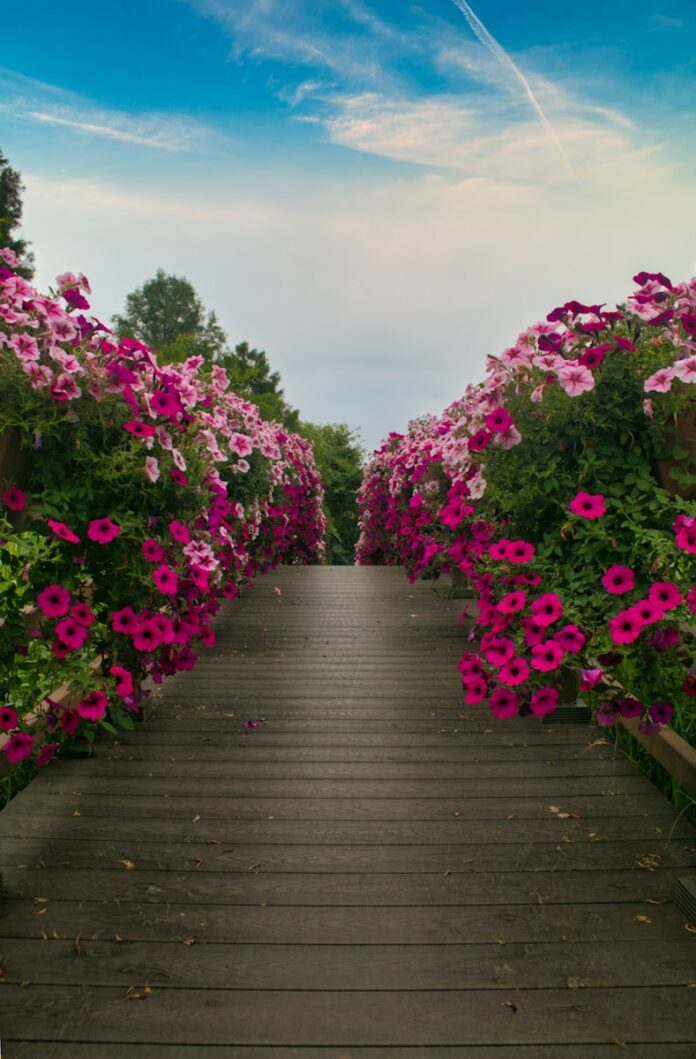 a wooden walkway lined with pink flowers under a blue sky