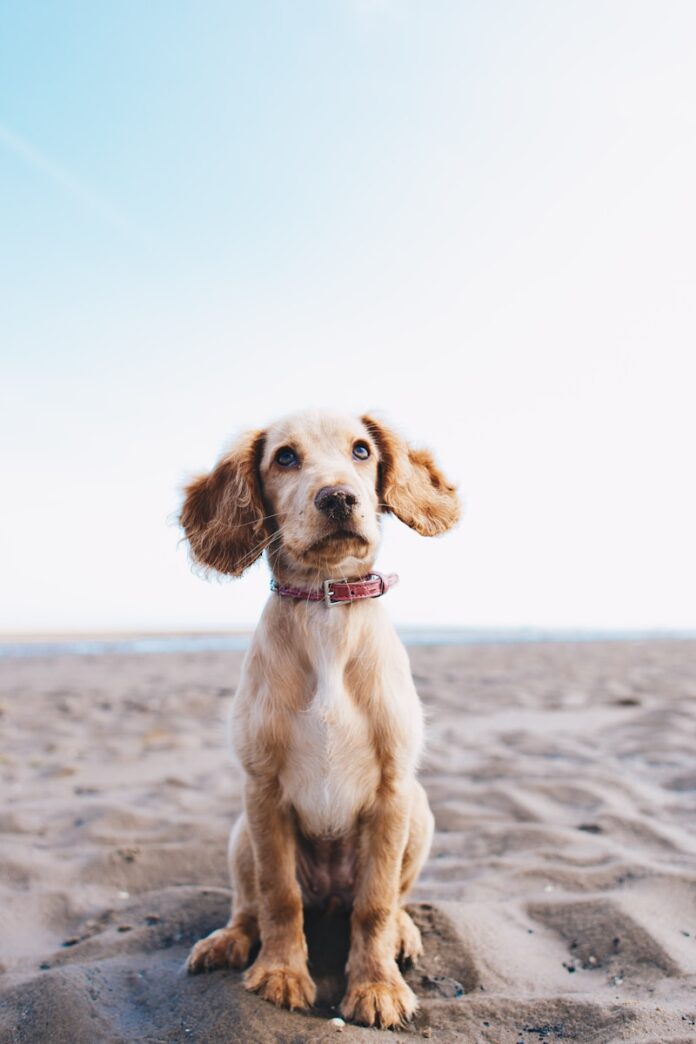 Photo by Ryan Walton a brown dog sitting on top of a sandy beach