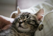 수면, 스트레스 해소를 위한 필수!