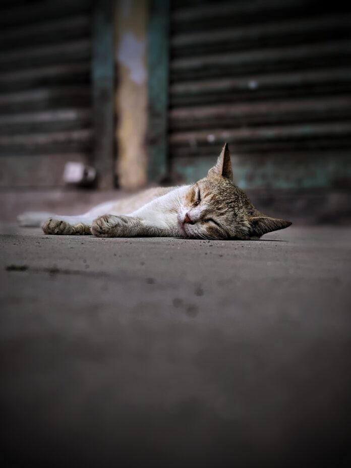 Photo by Saad Bin Anis a cat lying on the ground