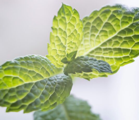 내가 건강하려면, 지구도 건강해야 합니다 – 환경적 웰니스 green leaf plant in close up photography