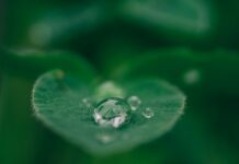 ‘마음챙김’이 대세! 2024년 스트레스 관리 트렌드와 실천법 green leaf with water drops