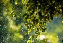 나만의 웰니스 루틴, 새로운 라이프스타일을 만들다 selective focus photo of green vine