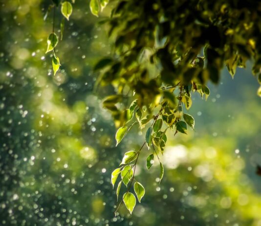 나만의 웰니스 루틴, 새로운 라이프스타일을 만들다 selective focus photo of green vine