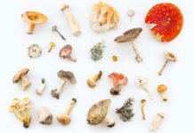 비건 식단, 내 몸과 환경을 위한 ‘작은 변화’ 일상에서 실천법은? white and red mushrooms and mushrooms